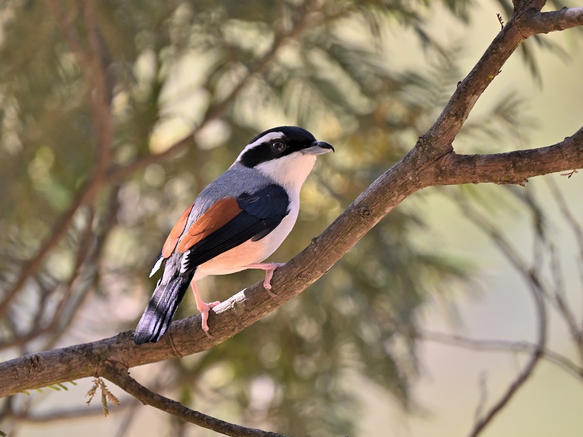White-browed Shrike-Babbler (Himalayan) - ML634222844
