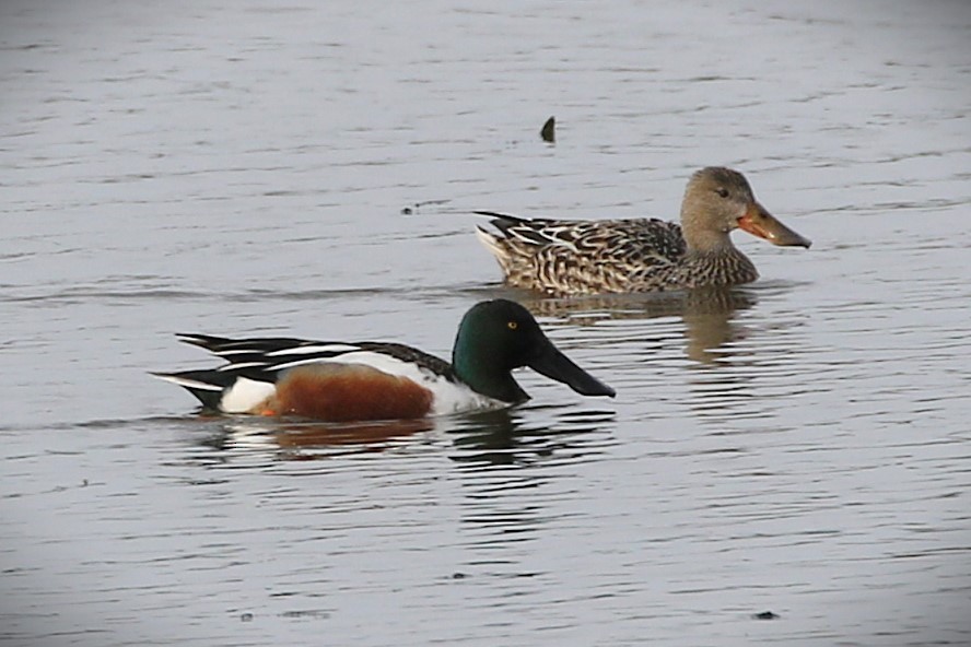 Northern Shoveler - ML634222870