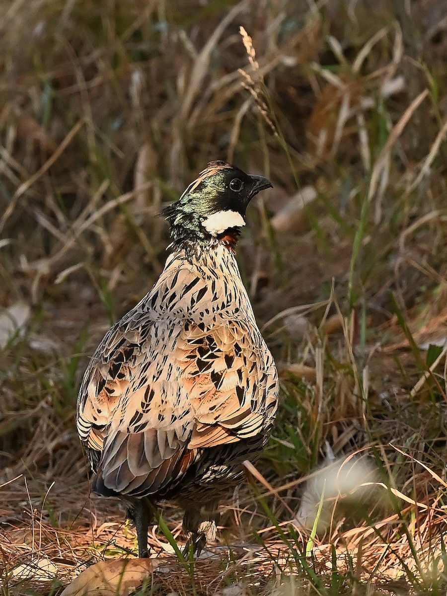 Коклас - ML634222875