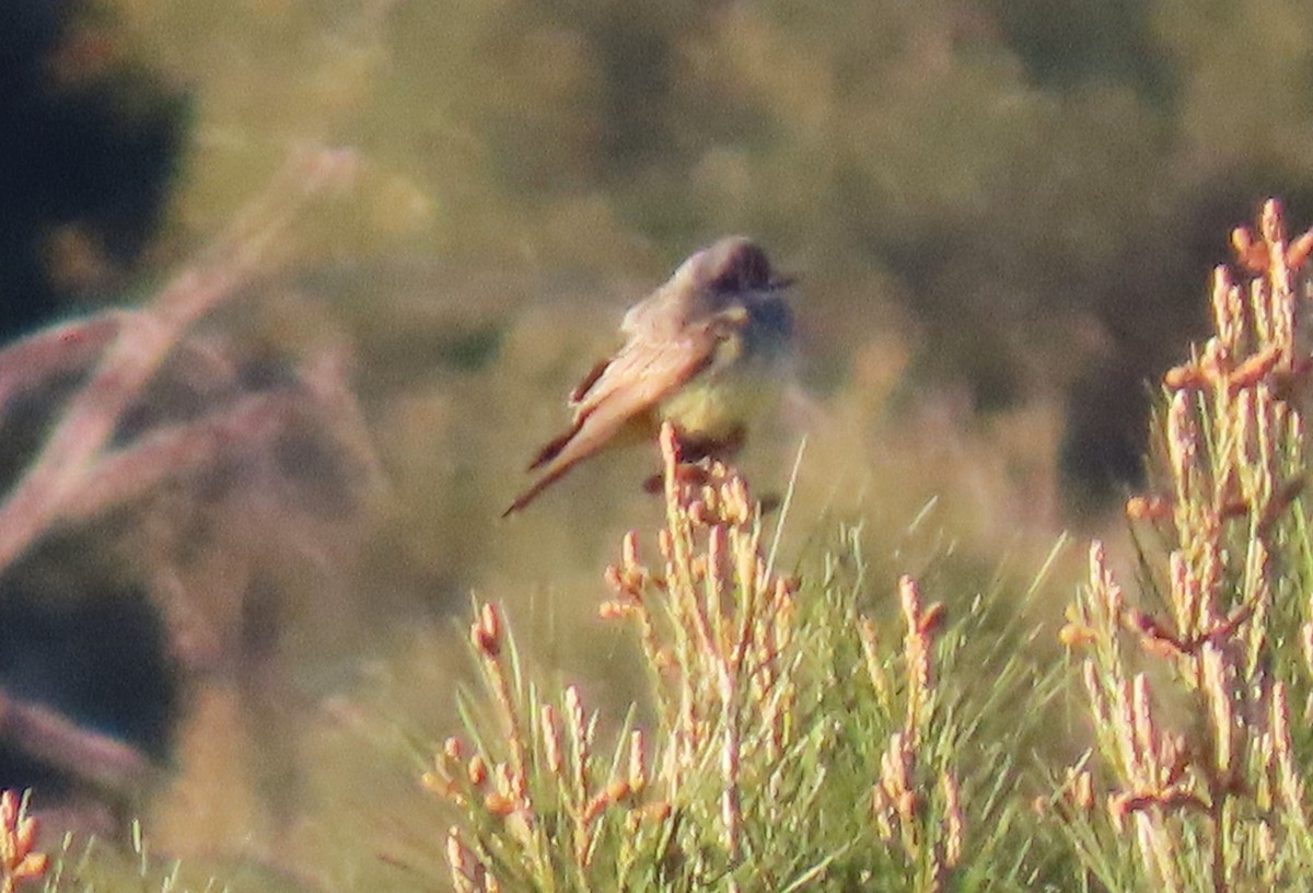 Cassin's Kingbird - ML634222891