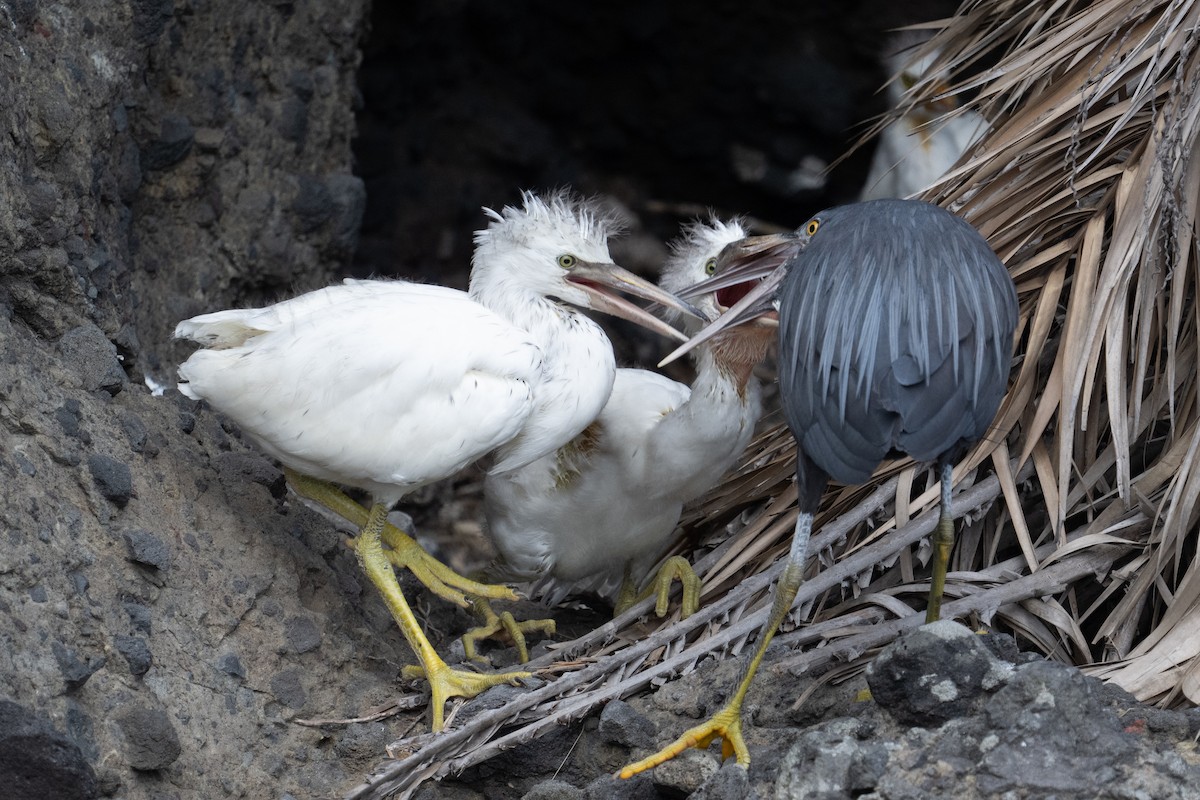 Pacific Reef-Heron - ML634222933