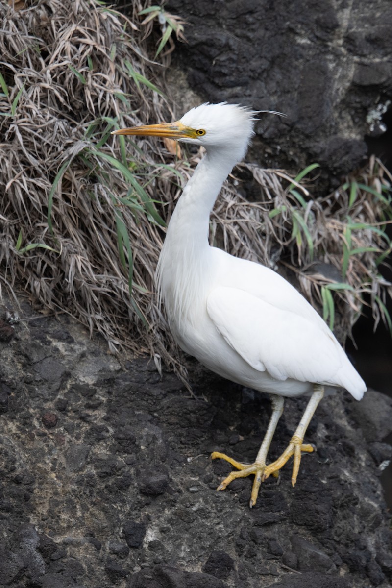 Pacific Reef-Heron - ML634222937