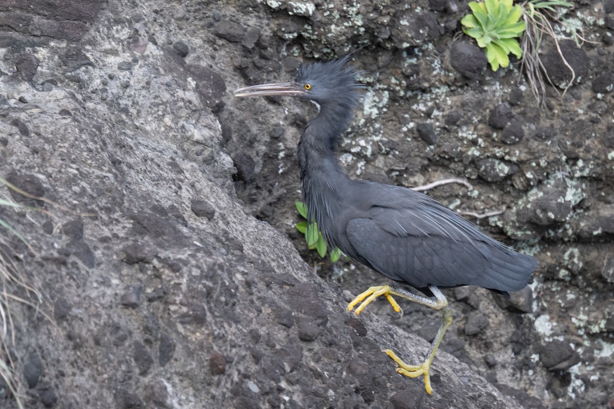 Pacific Reef-Heron - ML634222939