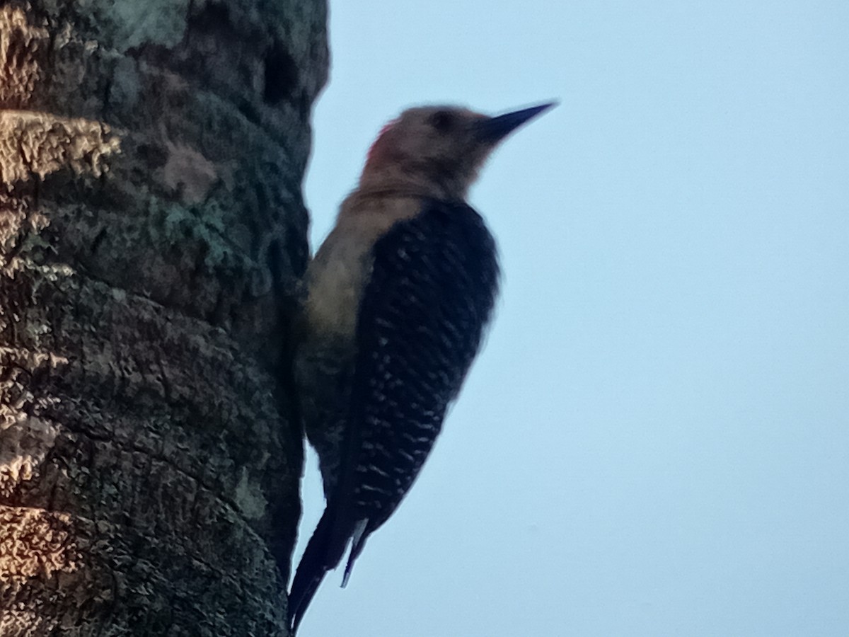 Guatemalan Flicker - ML634222946