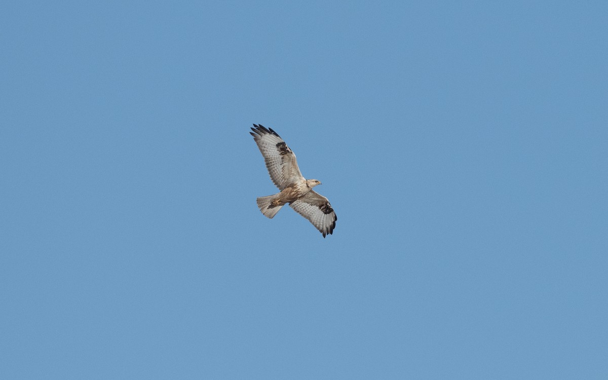 Long-legged Buzzard (Atlas) - ML634222955