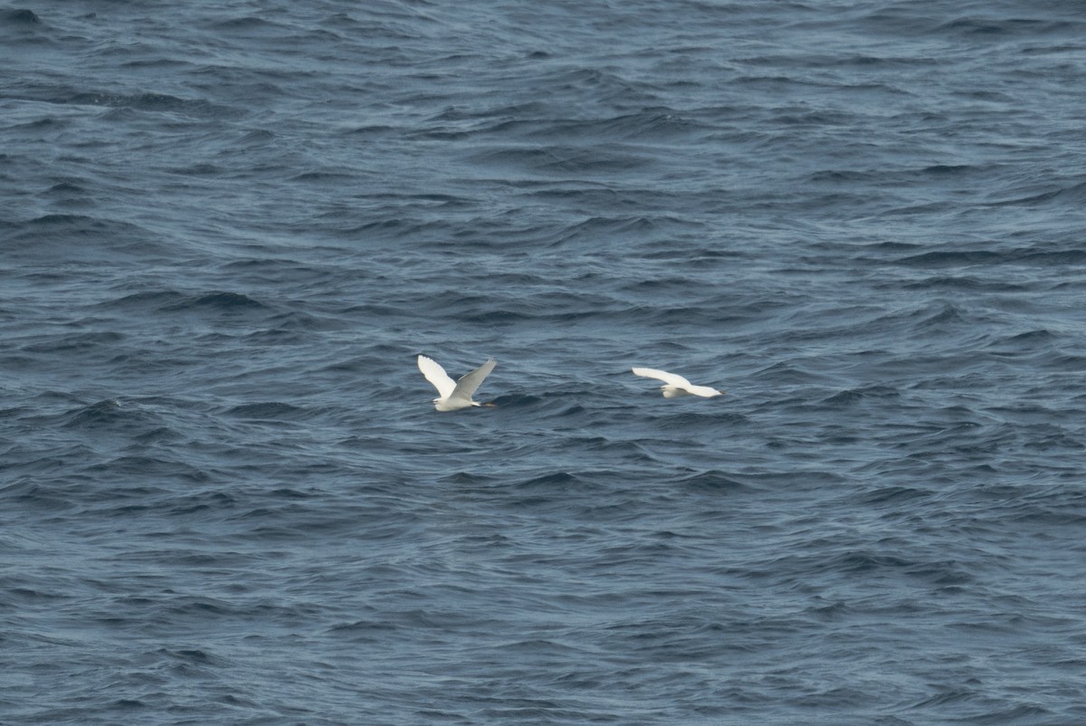 Little Egret - ML634223001
