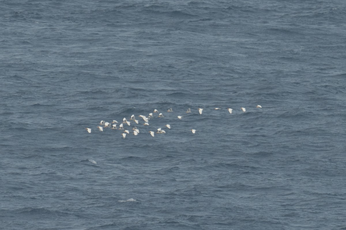 Eastern Cattle-Egret - ML634223014