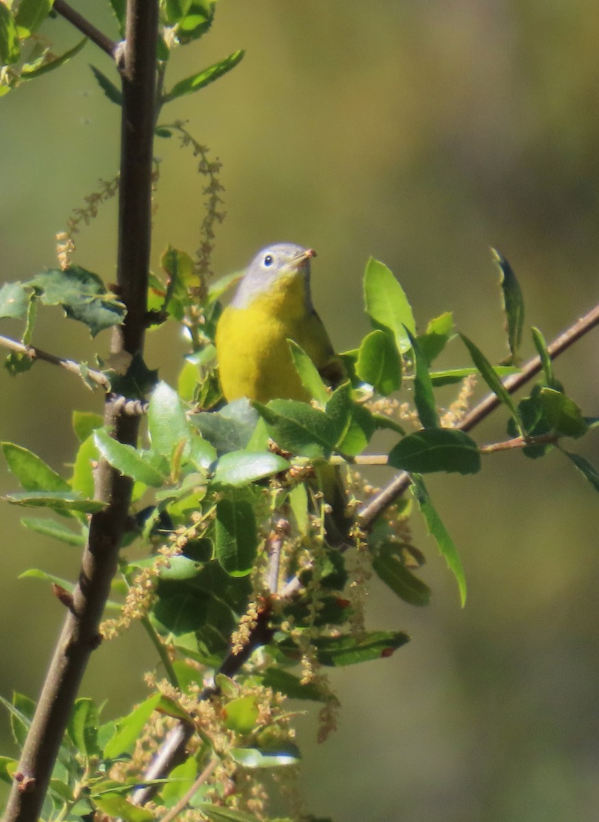 Nashville Warbler - ML634223171