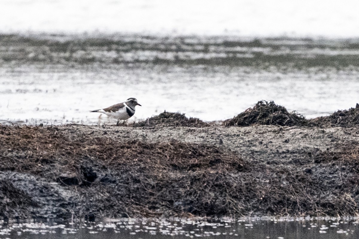 Three-banded Plover (African) - ML634223173