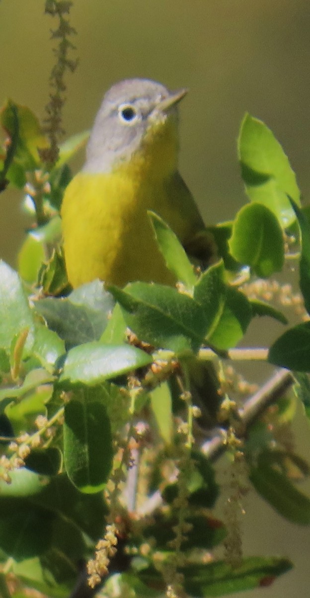 Nashville Warbler - ML634223175