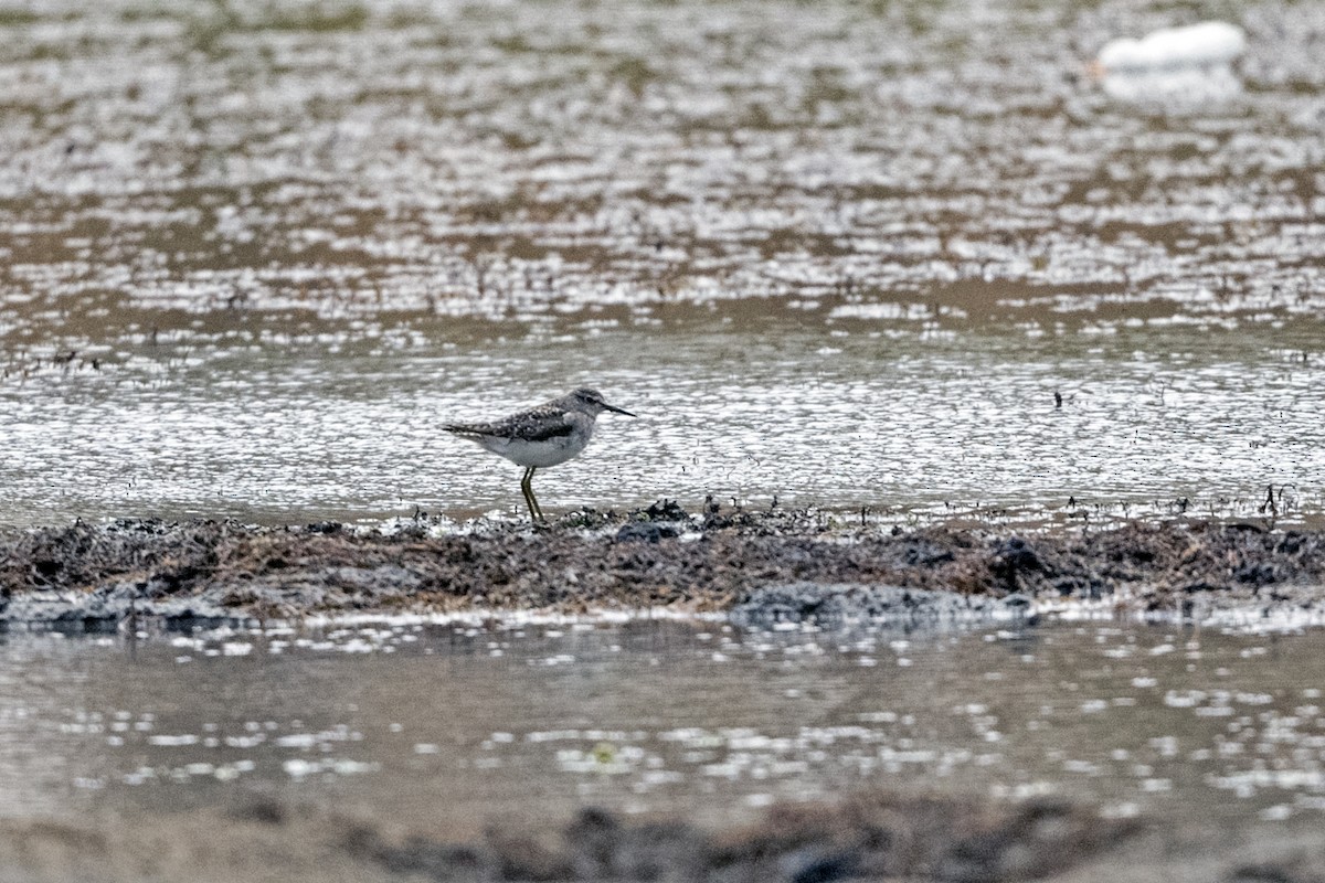 Wood Sandpiper - ML634223179