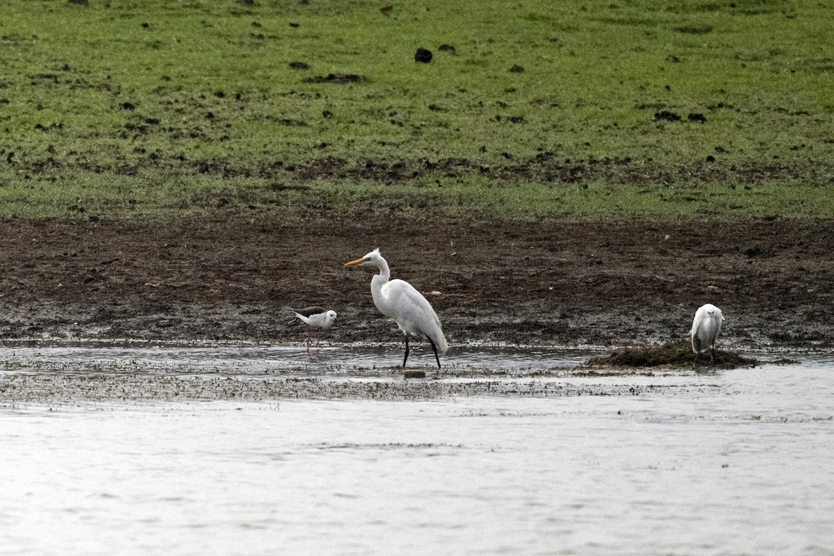 Great Egret (African) - ML634223184