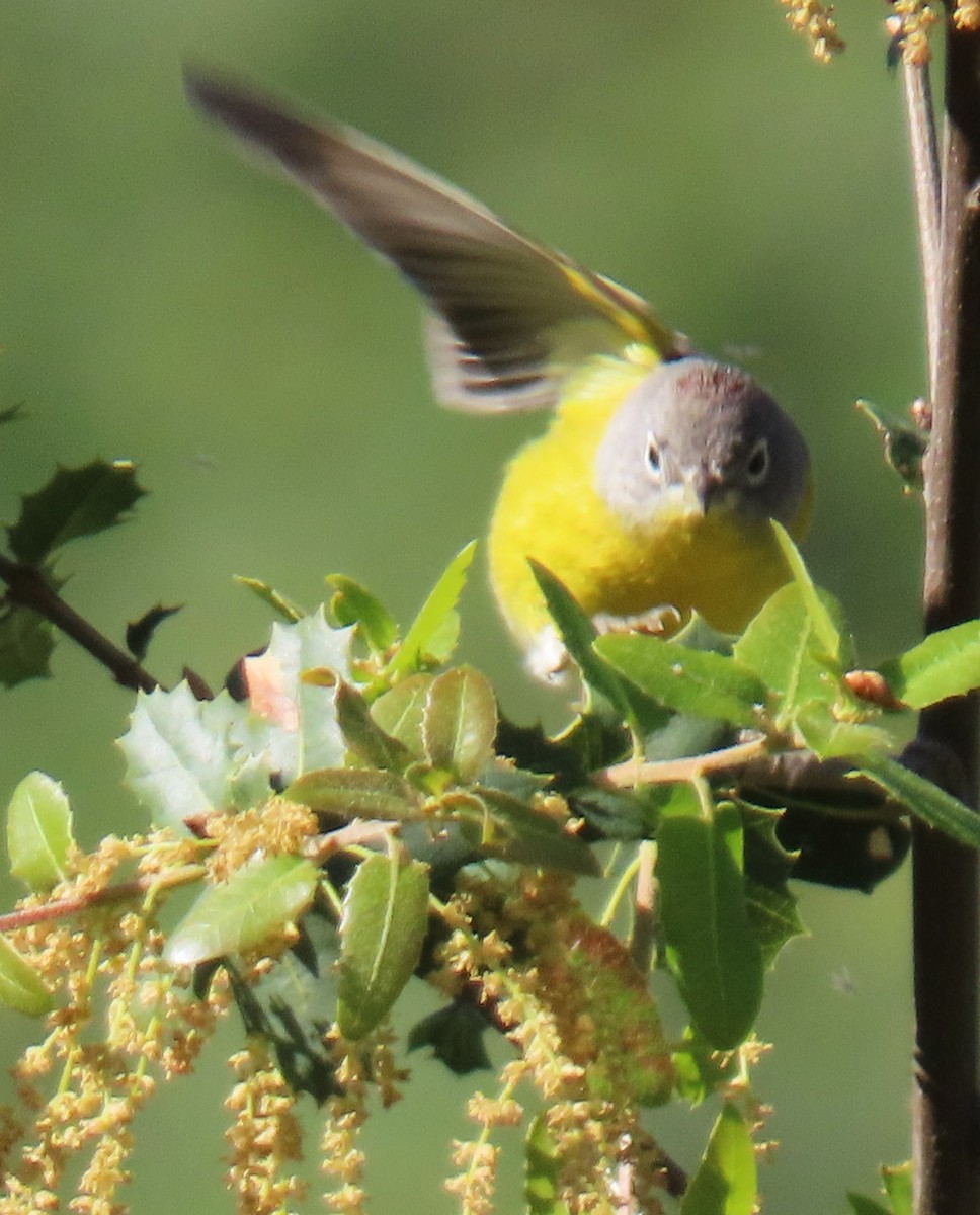 Nashville Warbler - ML634223191