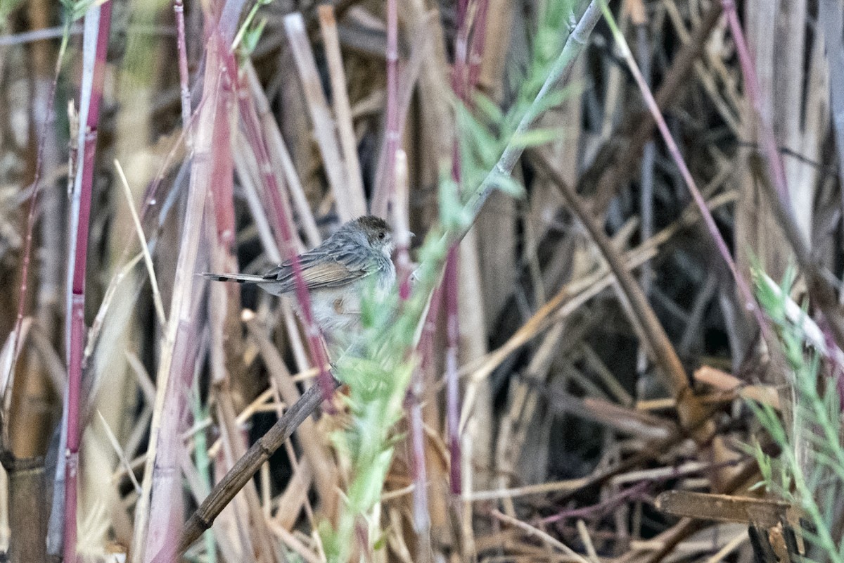 Rattling Cisticola - ML634223194