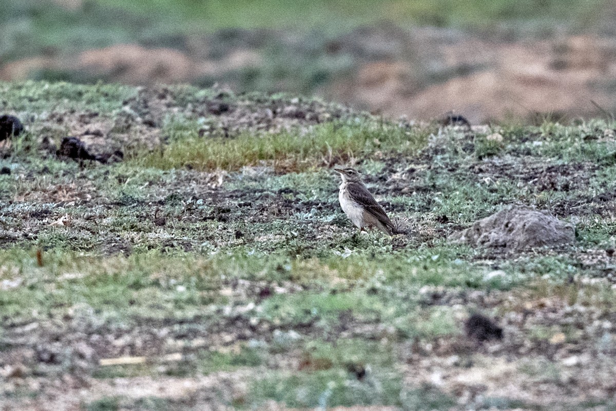 Plain-backed Pipit - ML634223249