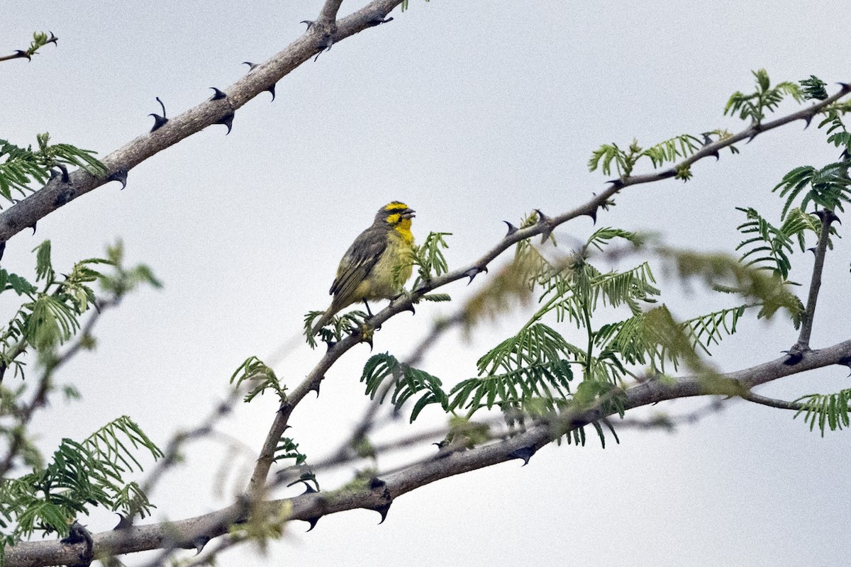 Yellow-fronted Canary - ML634223256
