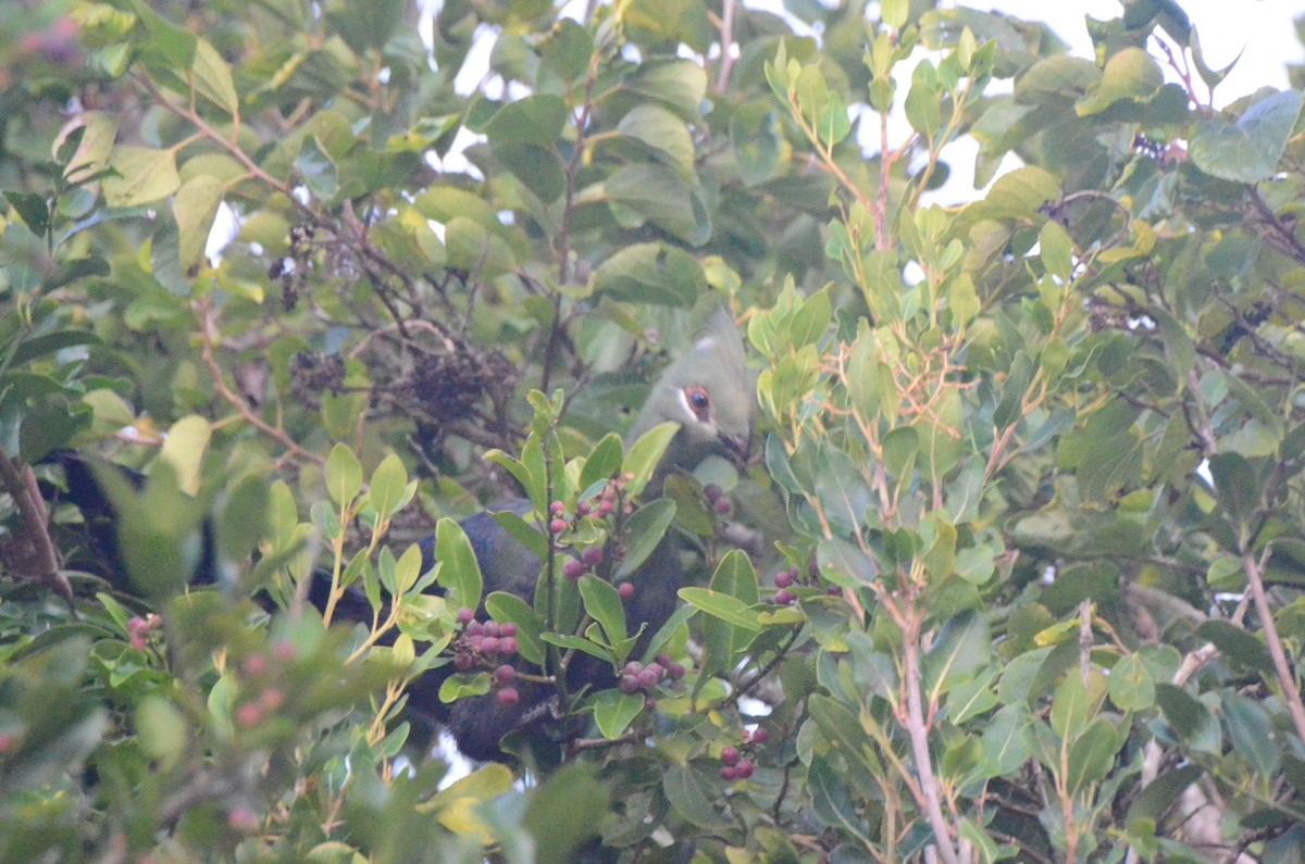Knysna Turaco - ML634223266