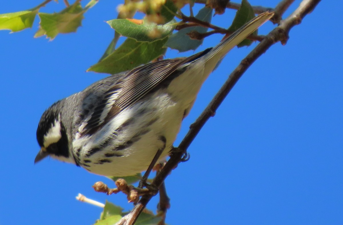 Black-throated Gray Warbler - ML634223300