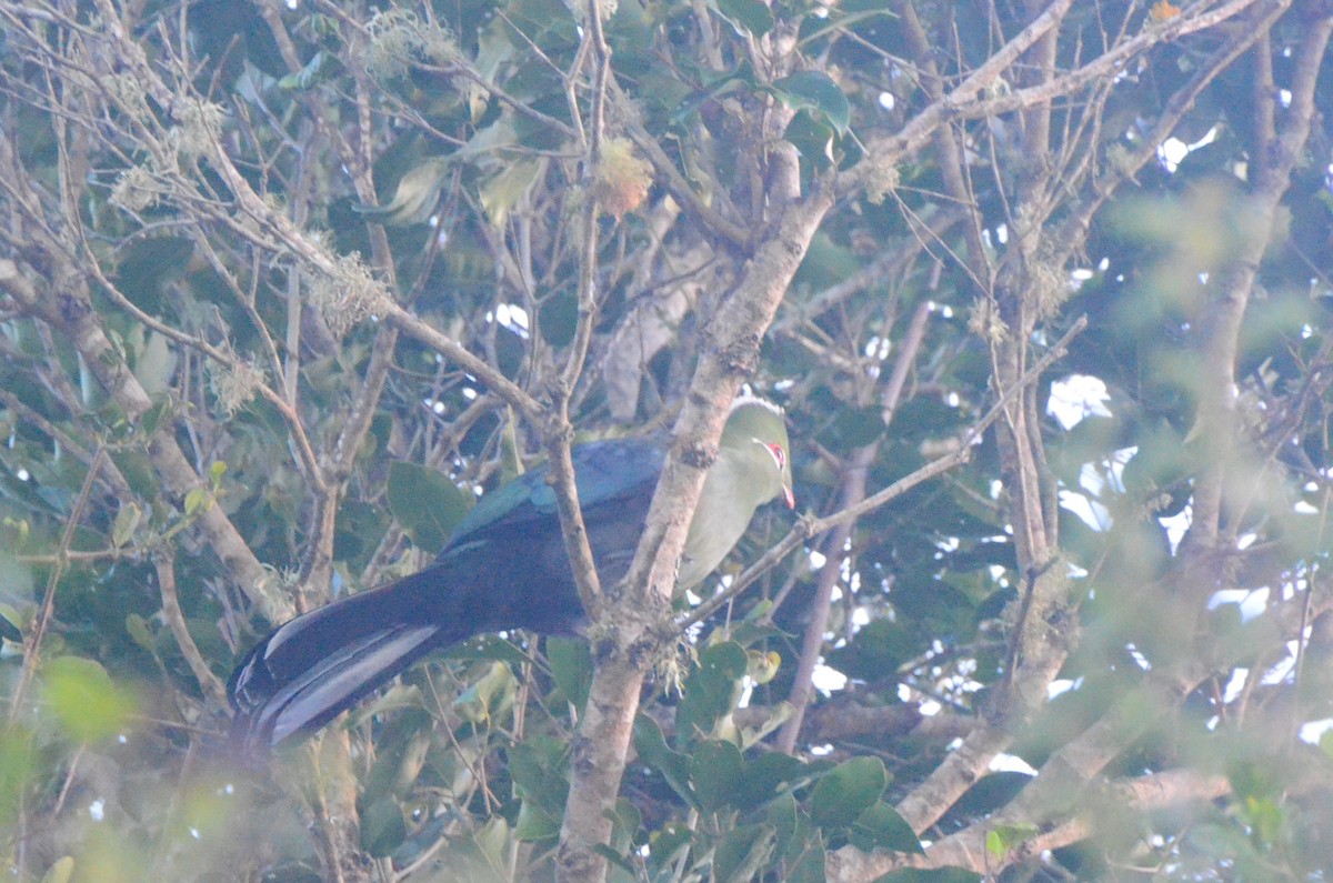 Knysna Turaco - ML634223325