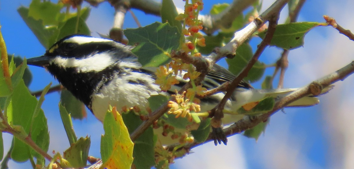 Black-throated Gray Warbler - ML634223339