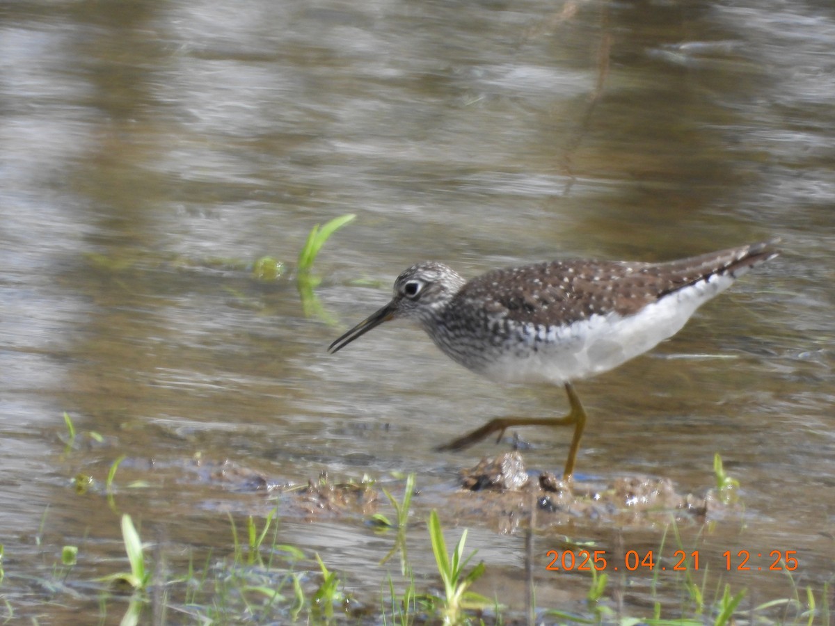 Solitary Sandpiper - ML634223404