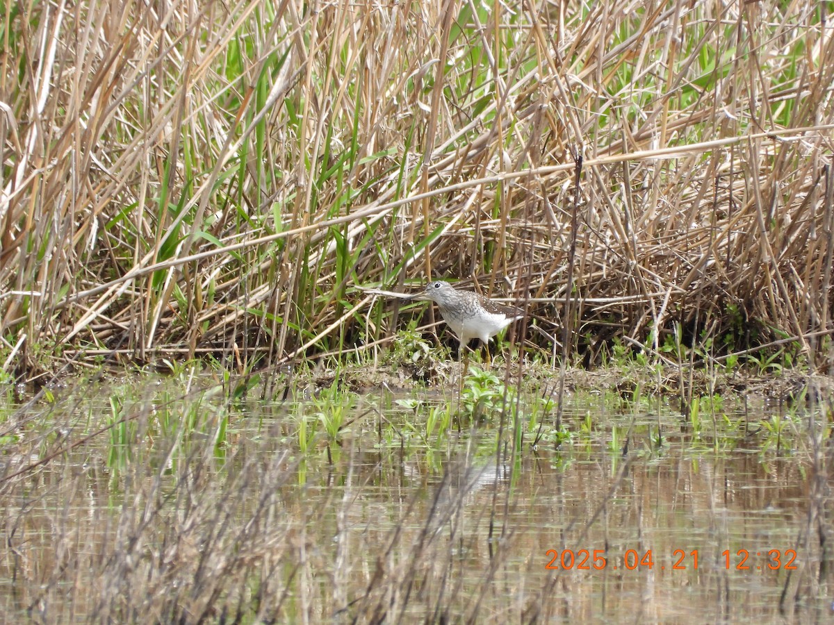 Solitary Sandpiper - ML634223468