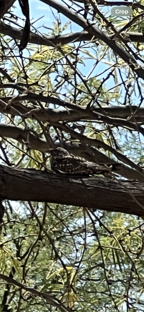 Lesser Nighthawk - ML634223594