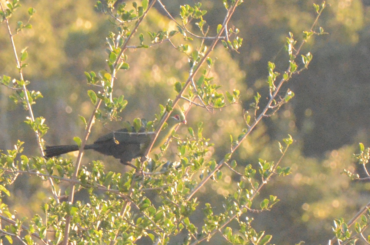 Knysna Turaco - ML634223604