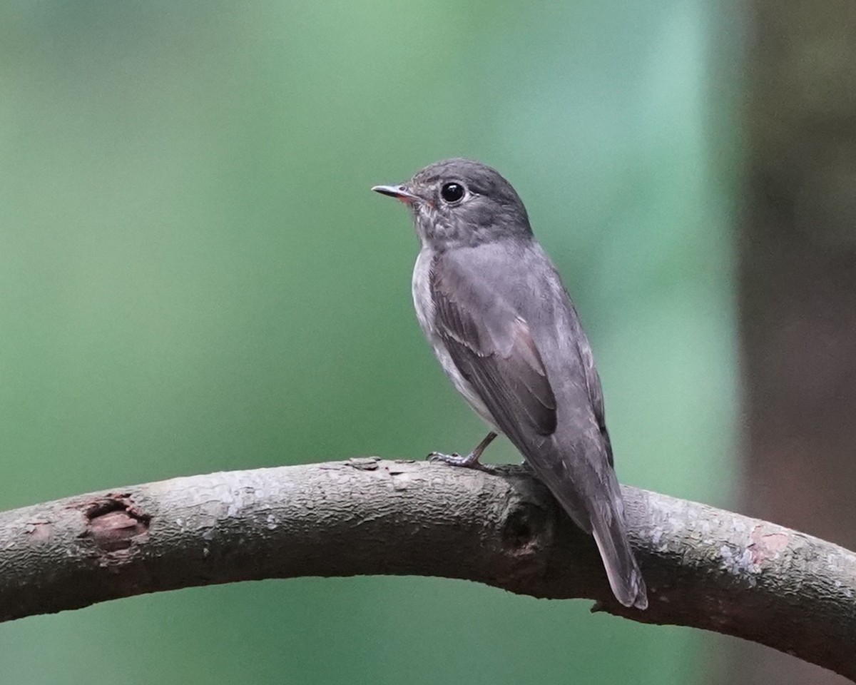 Dark-sided Flycatcher - ML634223625