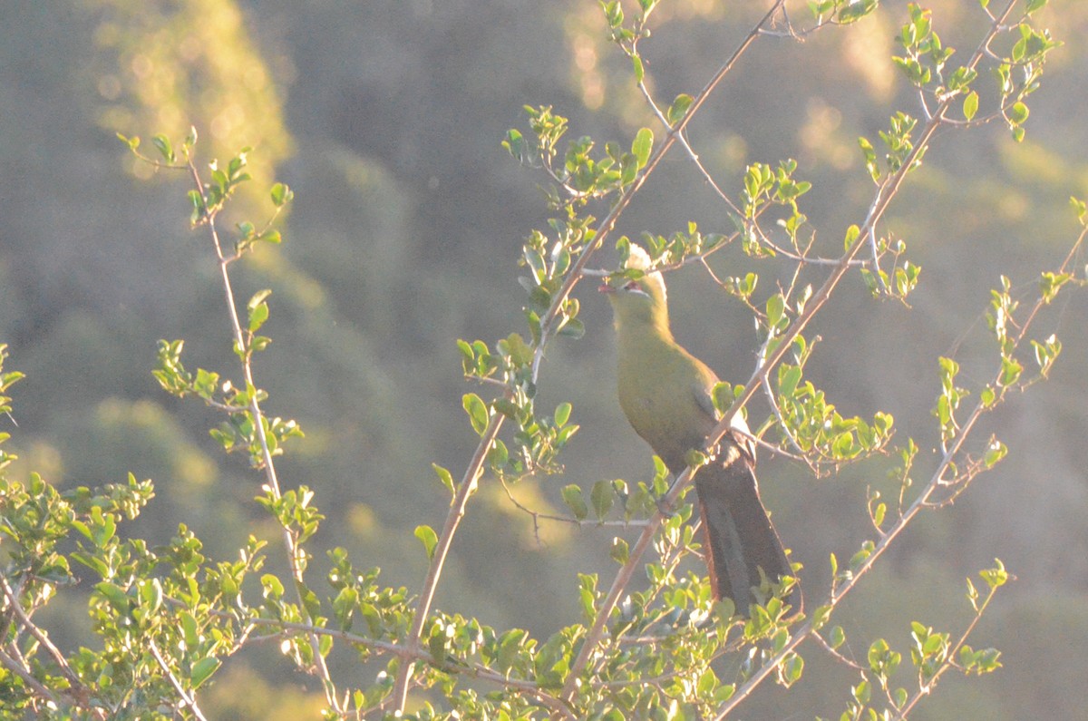 Knysna Turaco - ML634223637