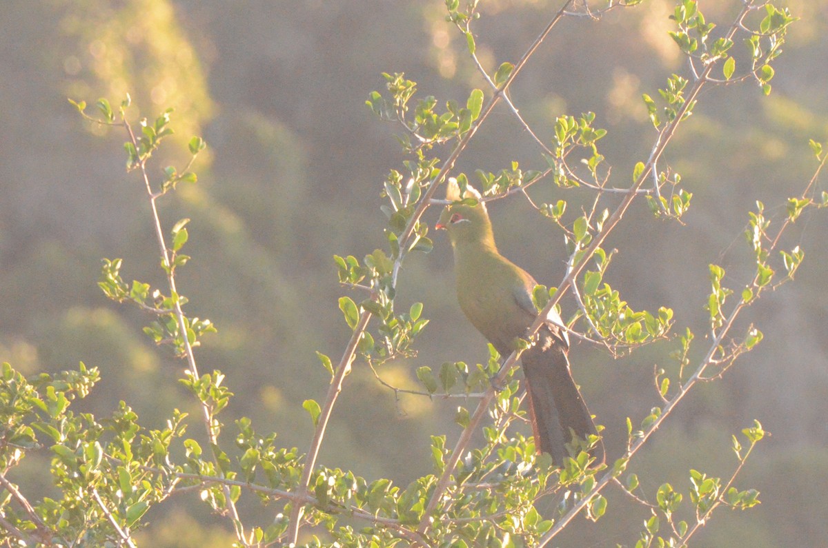 Knysna Turaco - ML634223649