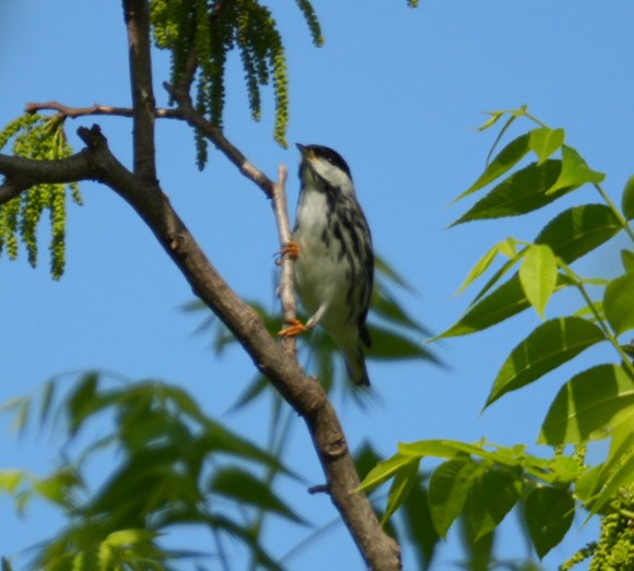Blackpoll Warbler - ML634223709