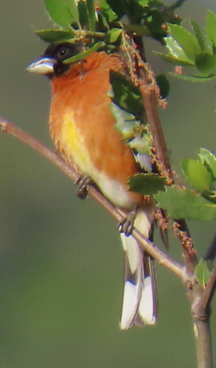 Black-headed Grosbeak - ML634223754