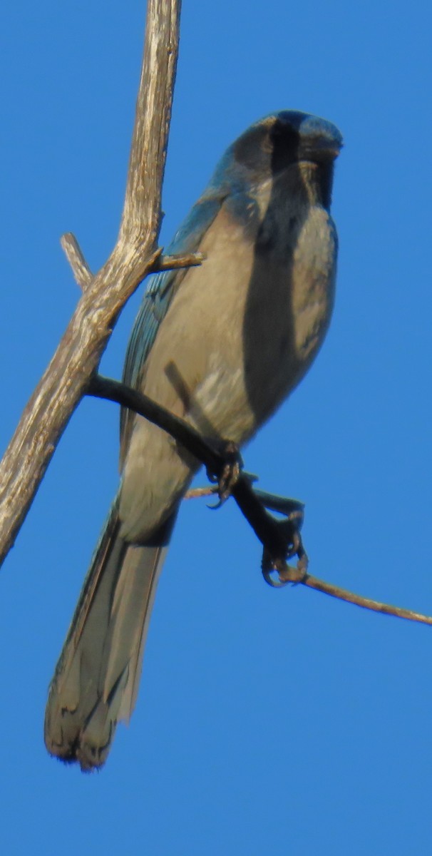 California Scrub-Jay - ML634223869