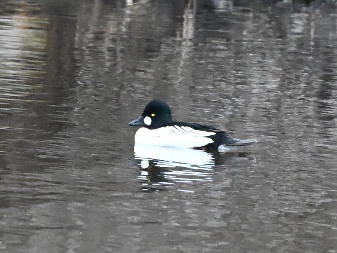 Common Goldeneye - André Ste-croix