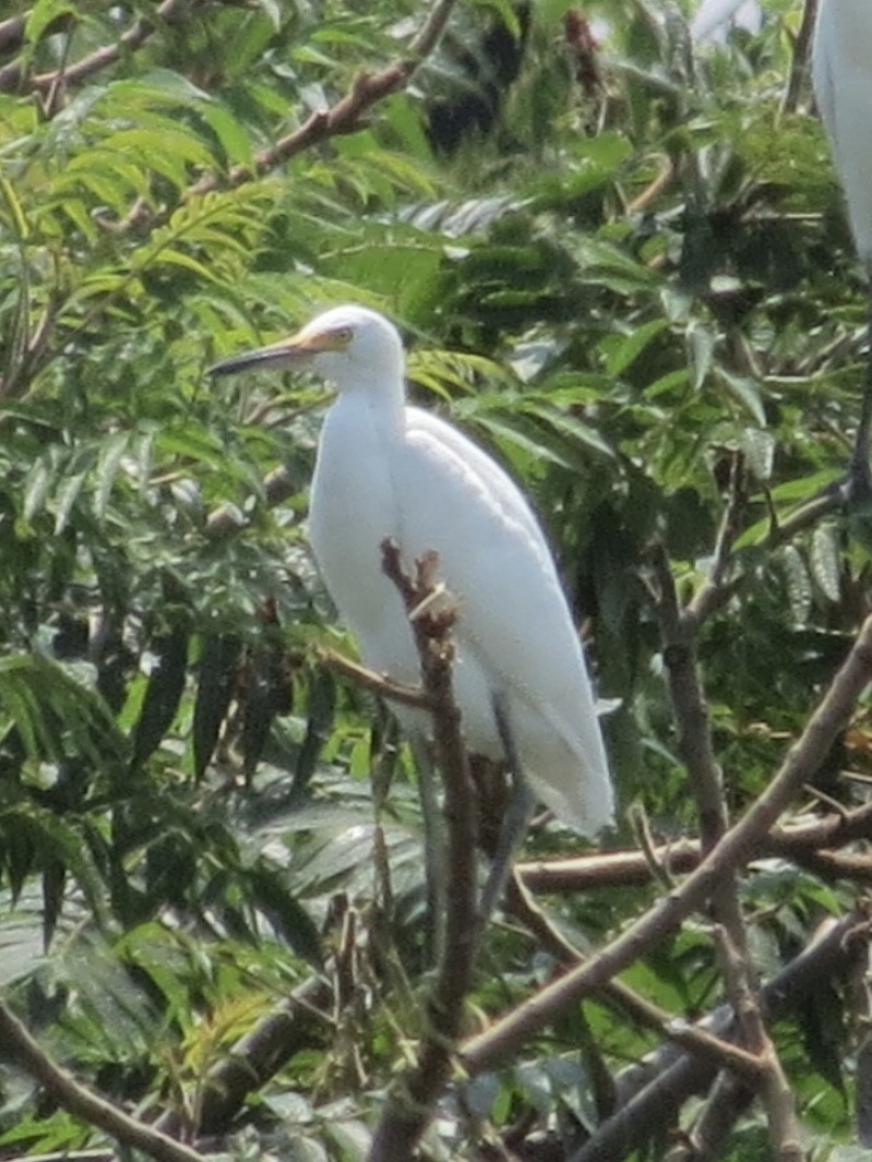 Snowy Egret - ML634223965
