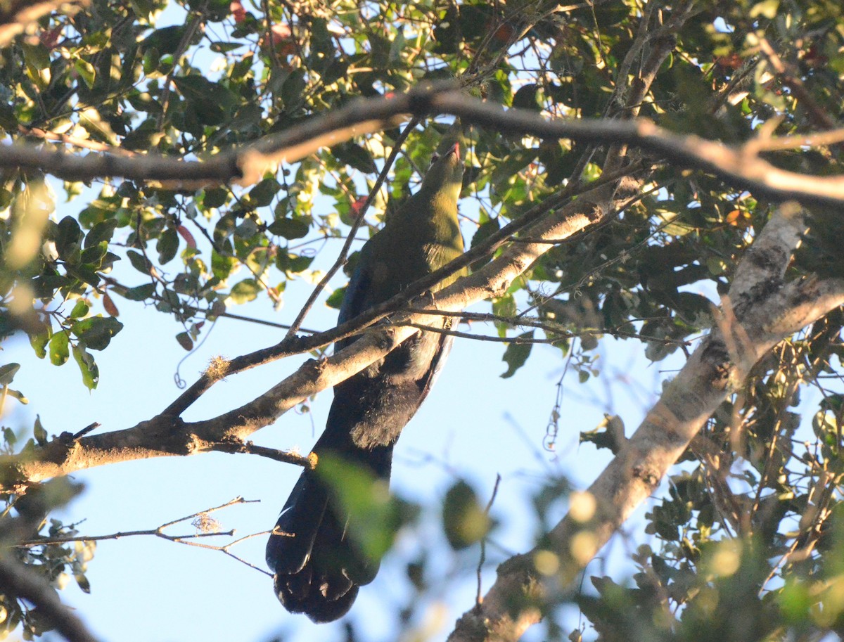 Knysna Turaco - ML634223988