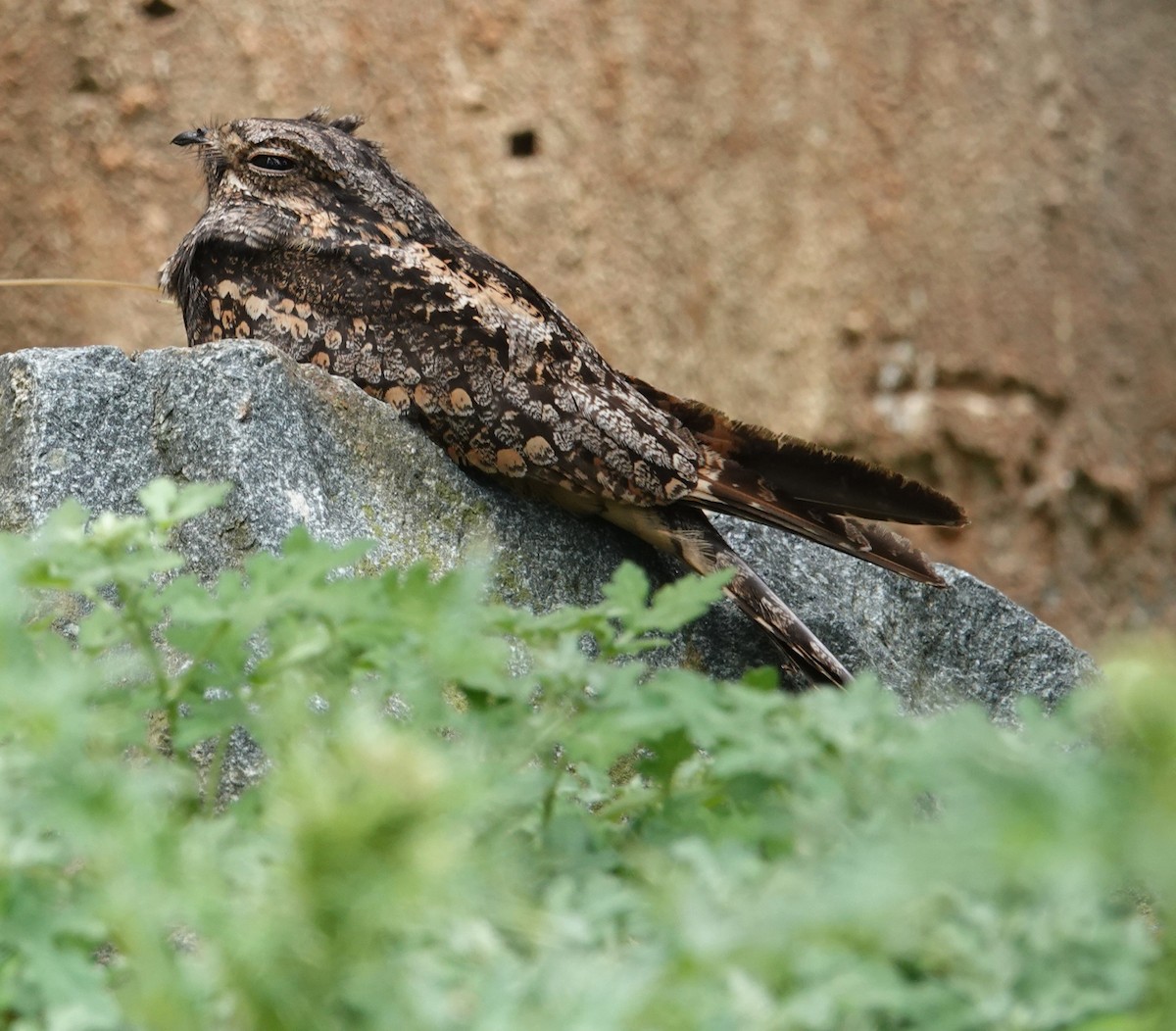 Gray Nightjar - Chao-Ju Su