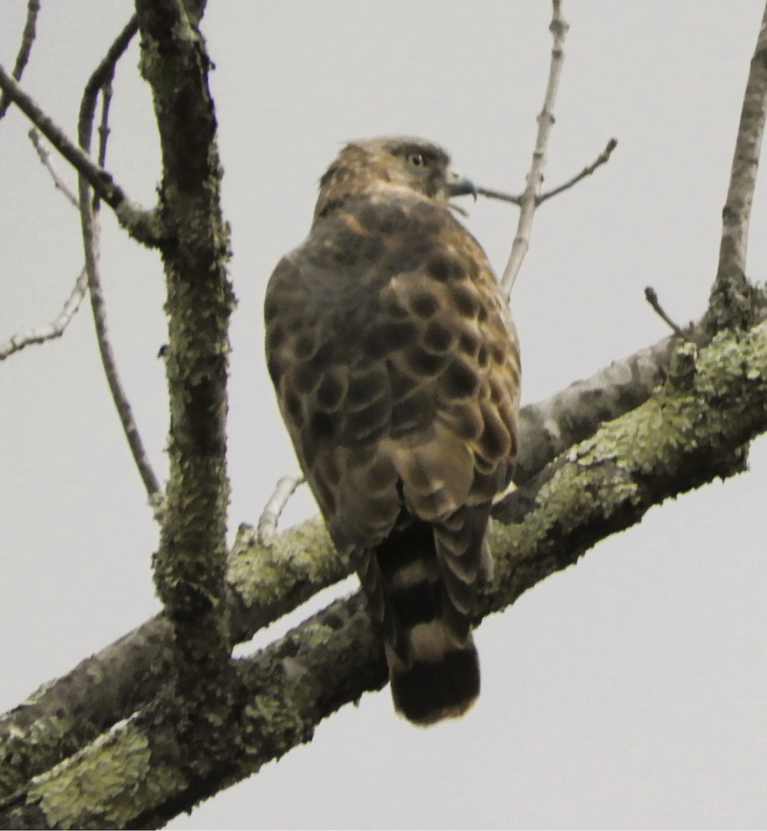 jestřáb americký - ML634224168