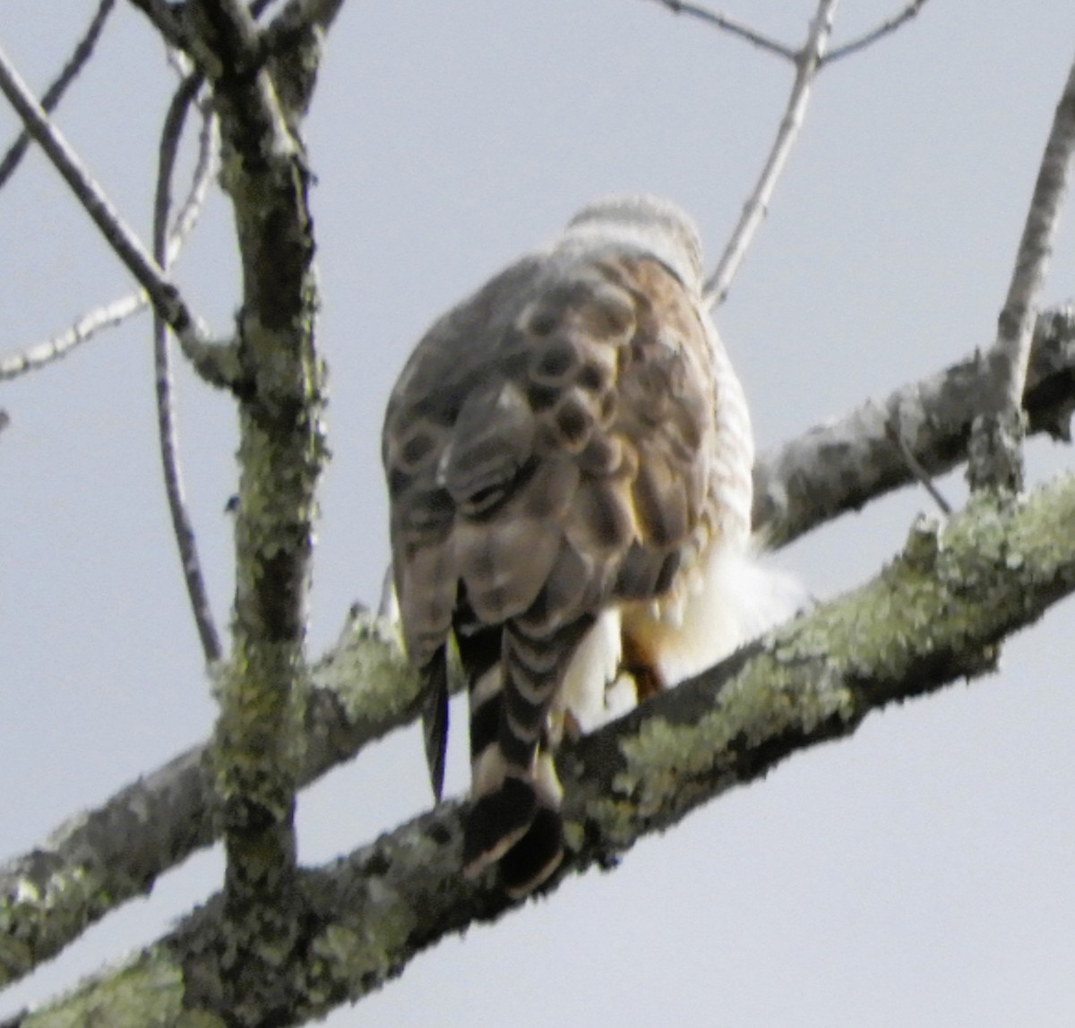 jestřáb americký - ML634224184