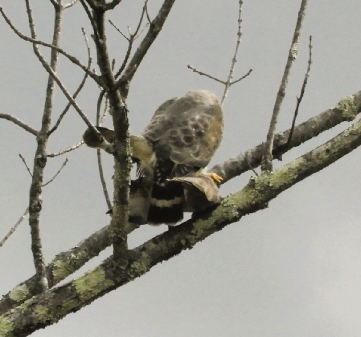 jestřáb americký - ML634224193