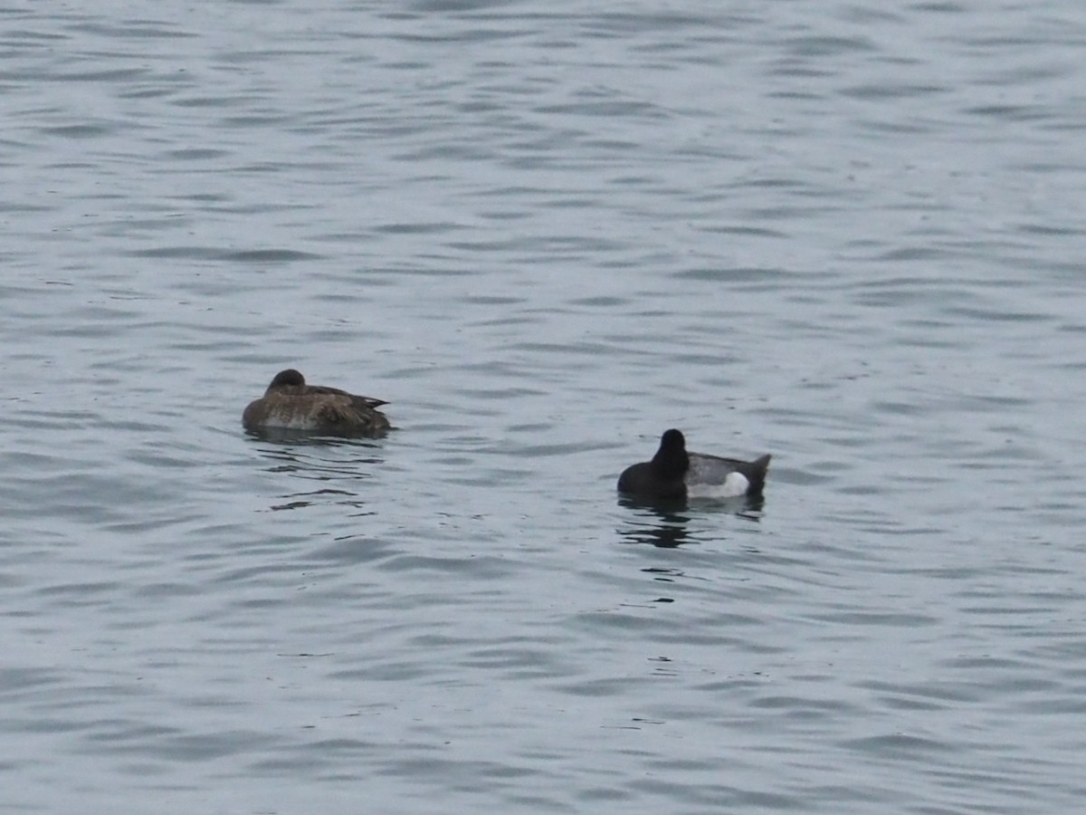Greater Scaup - ML634224255