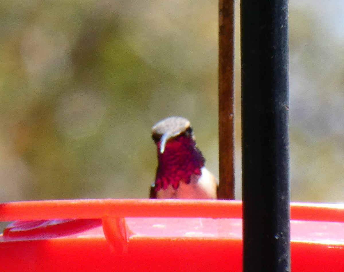 Lucifer Hummingbird - ML634224266