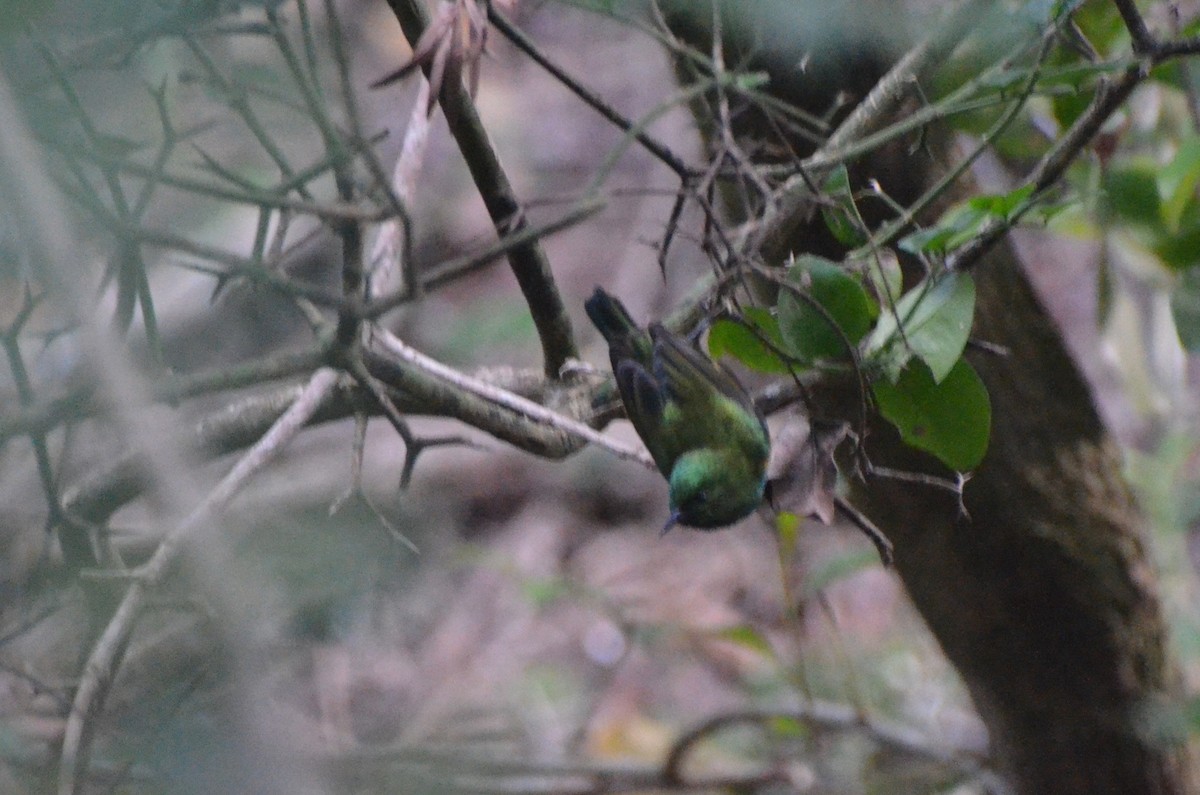 Collared Sunbird - ML634224381
