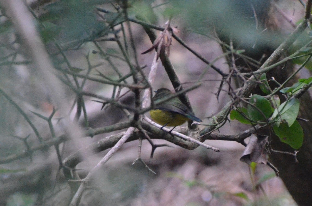 Collared Sunbird - ML634224418