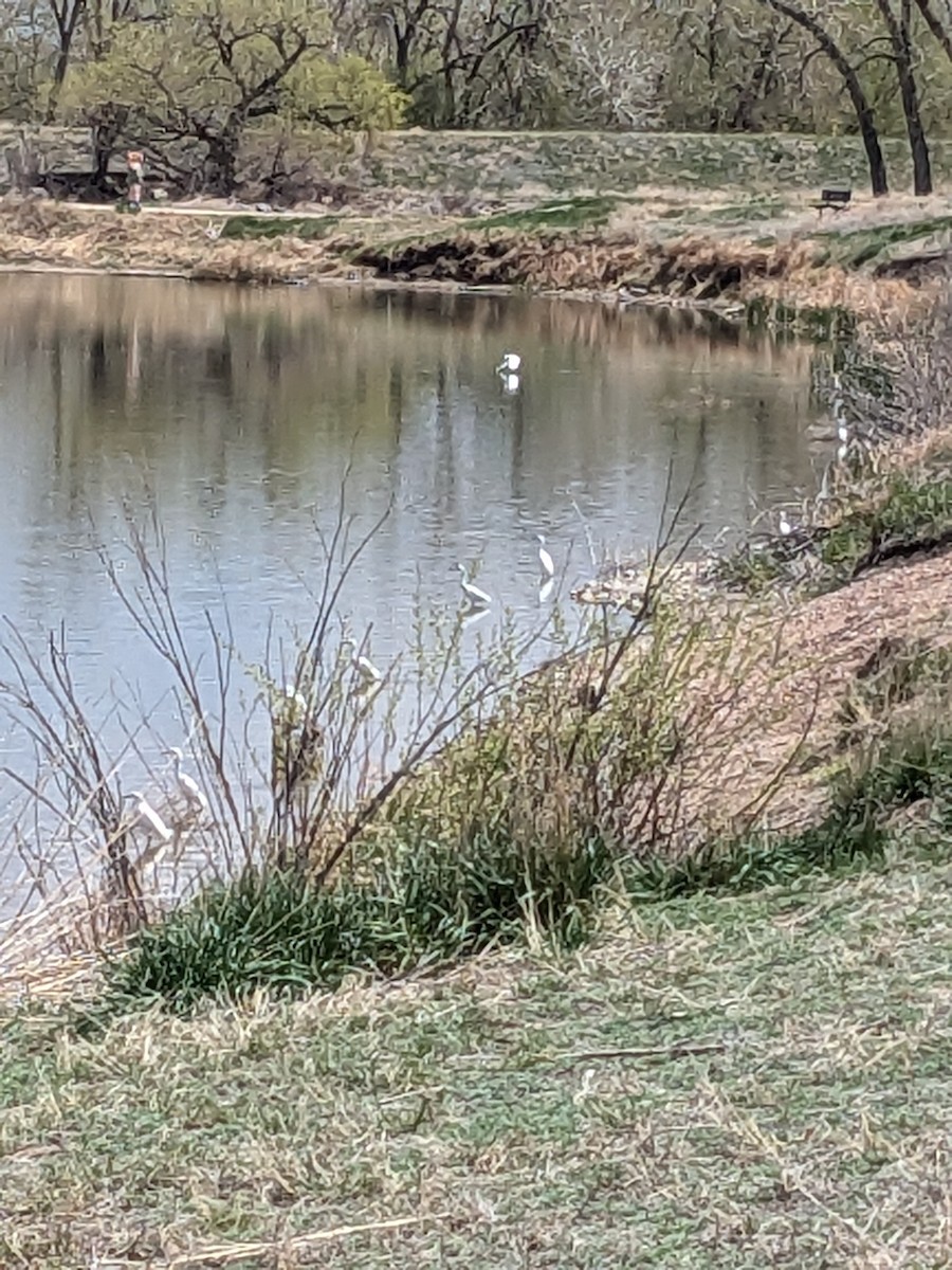 Snowy Egret - ML634224560