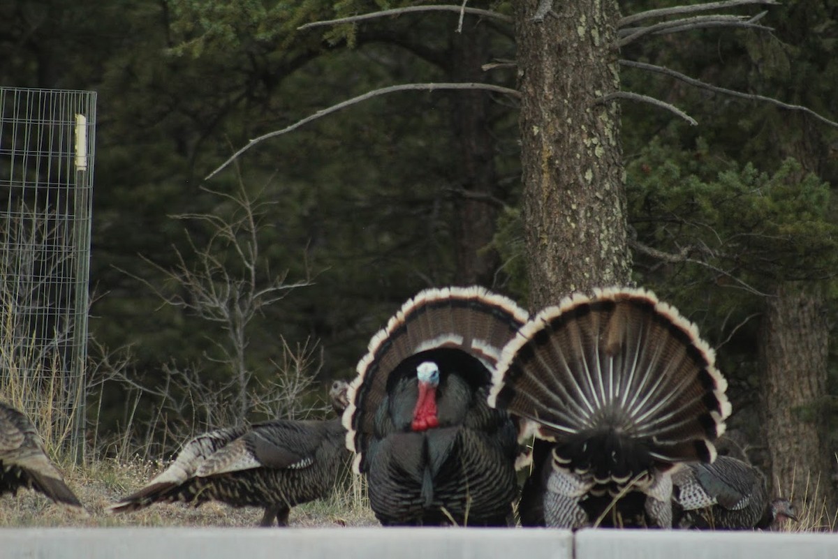 Wild Turkey - ML634224603