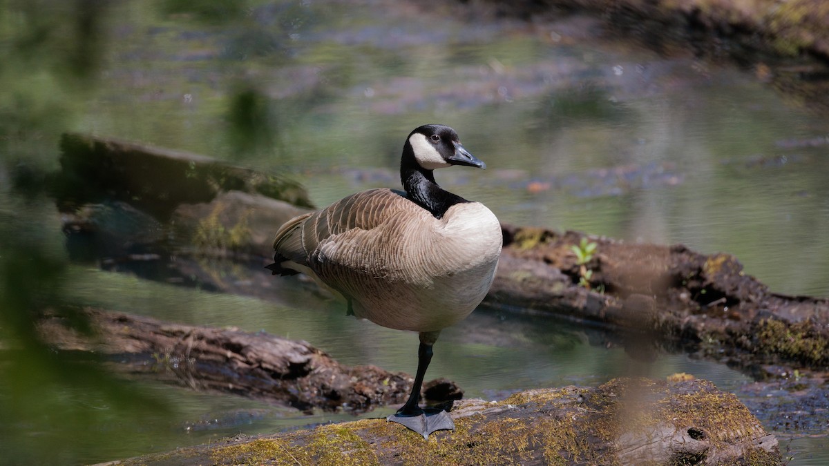 Canada Goose - ML634224653