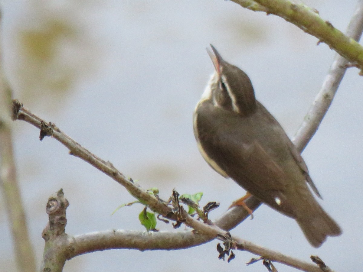 Louisiana Waterthrush - ML634224668