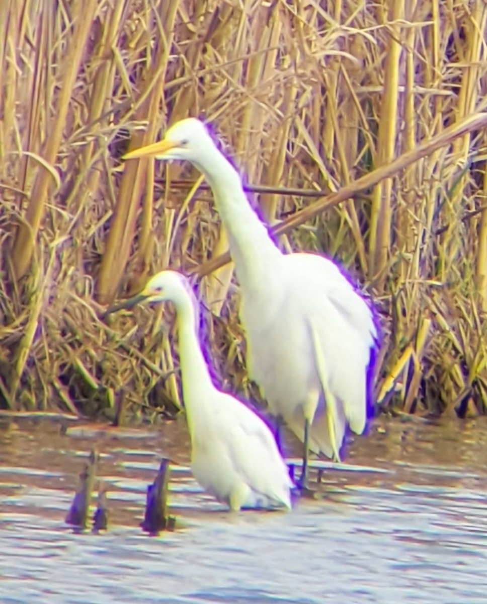Snowy Egret - ML634224711